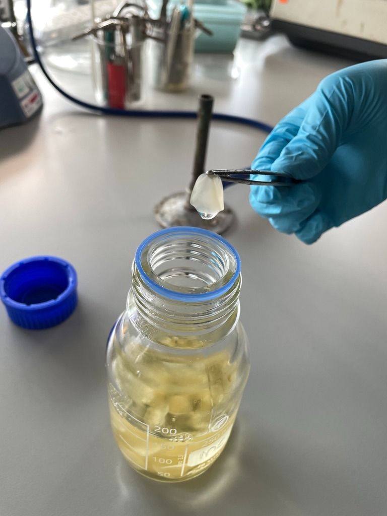 Gloved hand holding a translucent gel-like piece of bacterial cellulose with forceps above a culture bottle