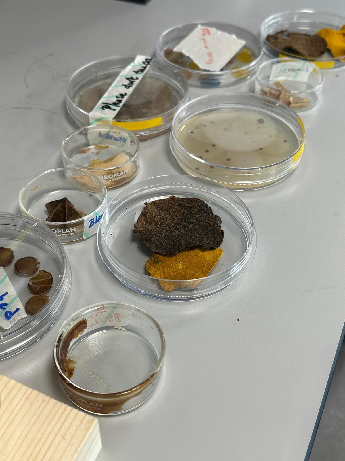 Petri dishes on a bench holding dried cellulose pieces in brown, tan and turmeric-yellow