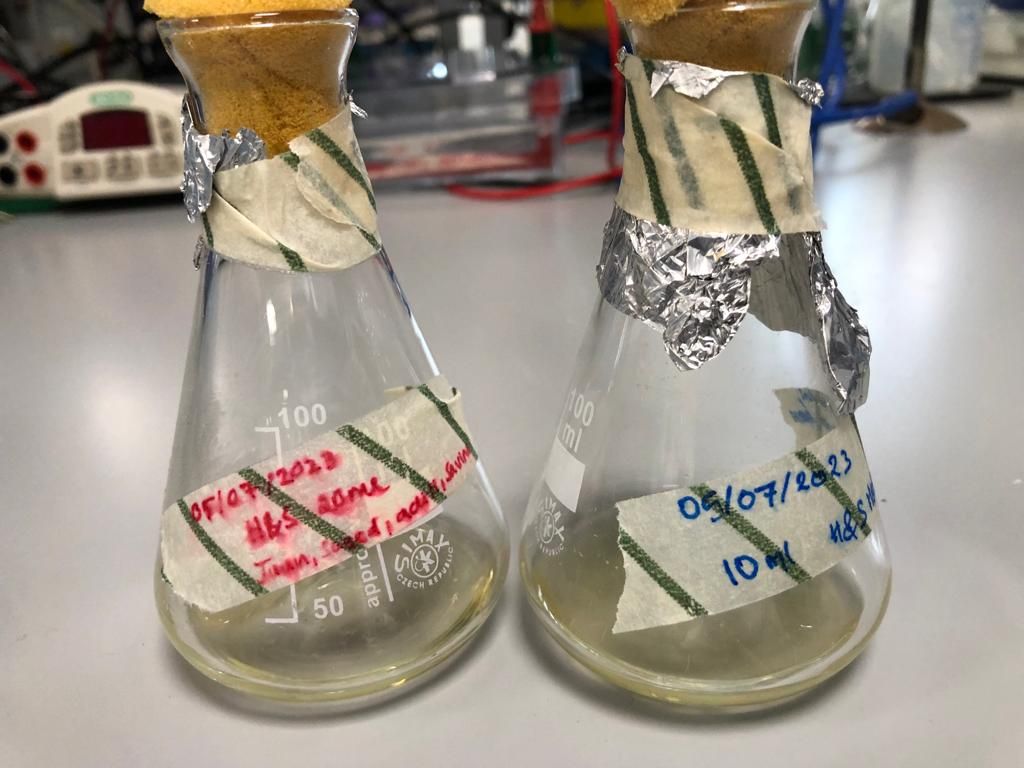 Two conical flasks with foam stoppers and dated labels reading H and S medium
