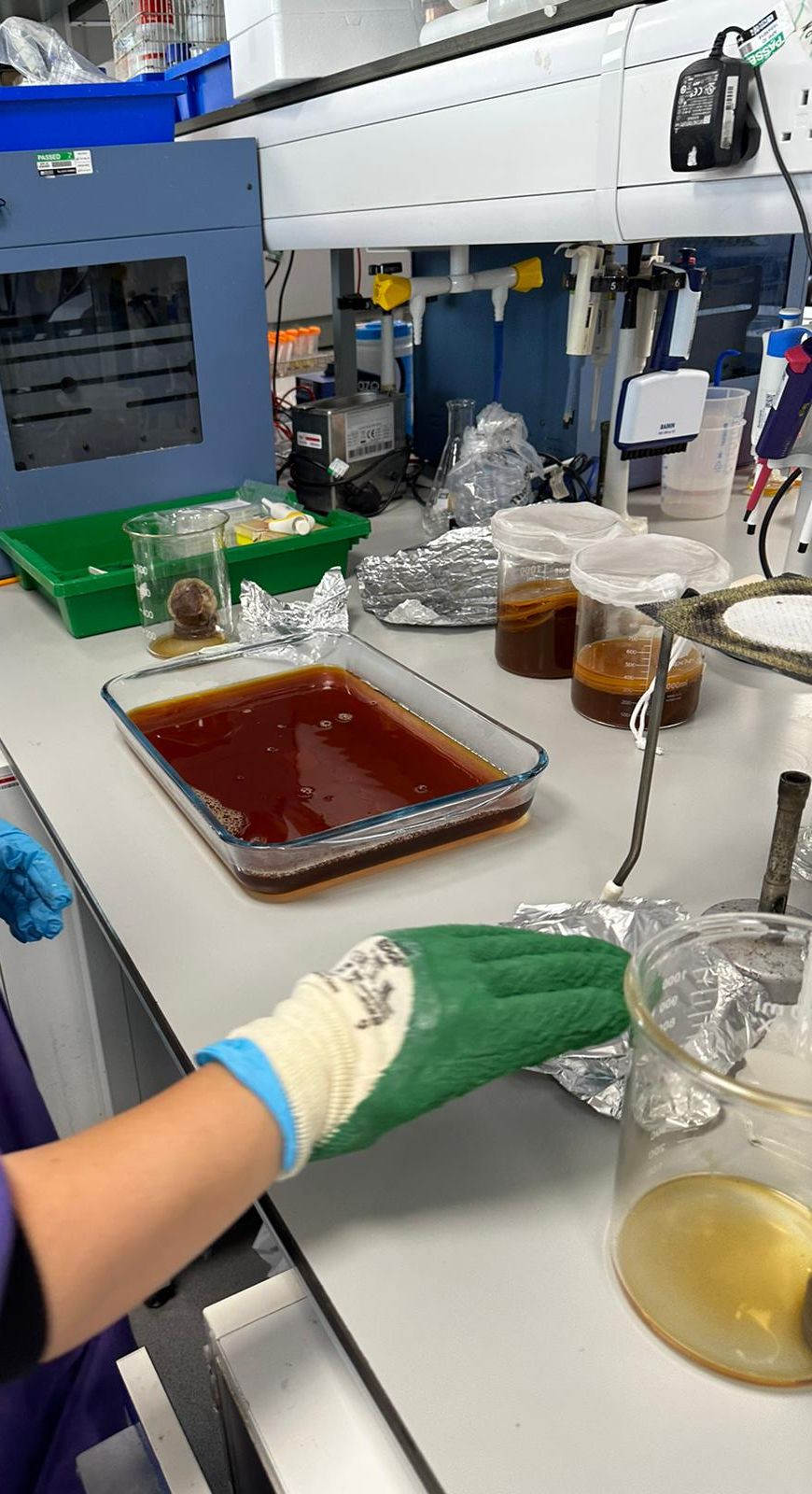 Glass tray of brown culture medium on a lab bench, with flasks and beakers of medium behind it
