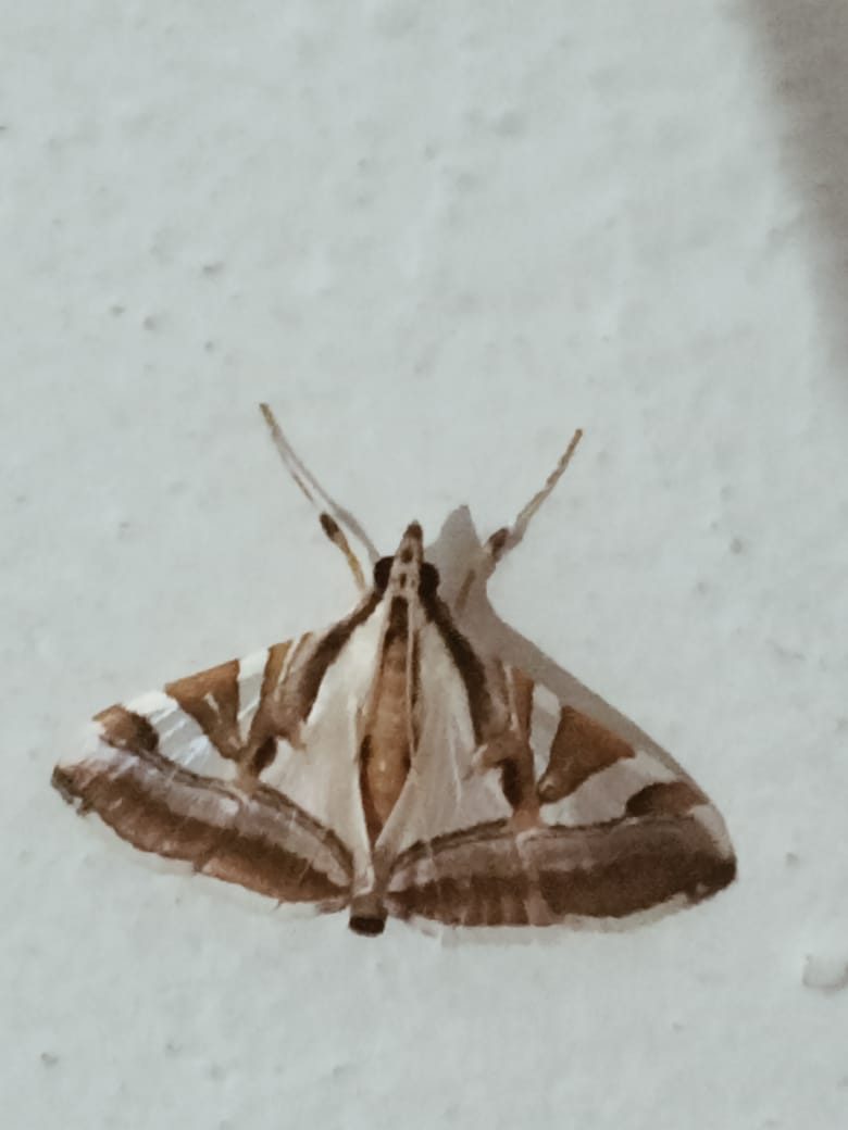 White moth with brown bands and stripes resting on a wall