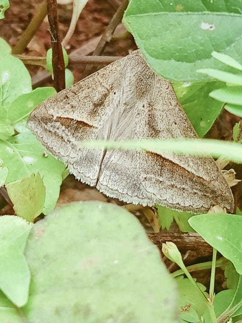 Triangular pale brown moth resting among leaves