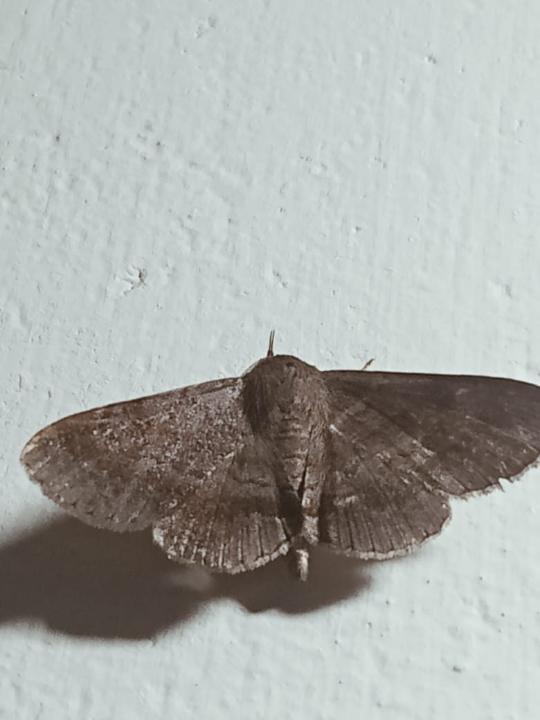 Brown speckled moth with wings spread on a wall