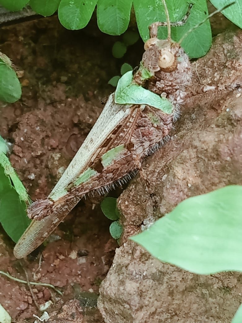 Mottled brown and green grasshopper resting on reddish soil and rock