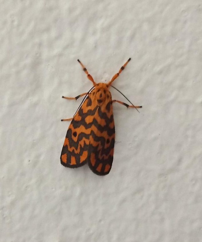 Orange moth with black zigzag bands resting on a white wall