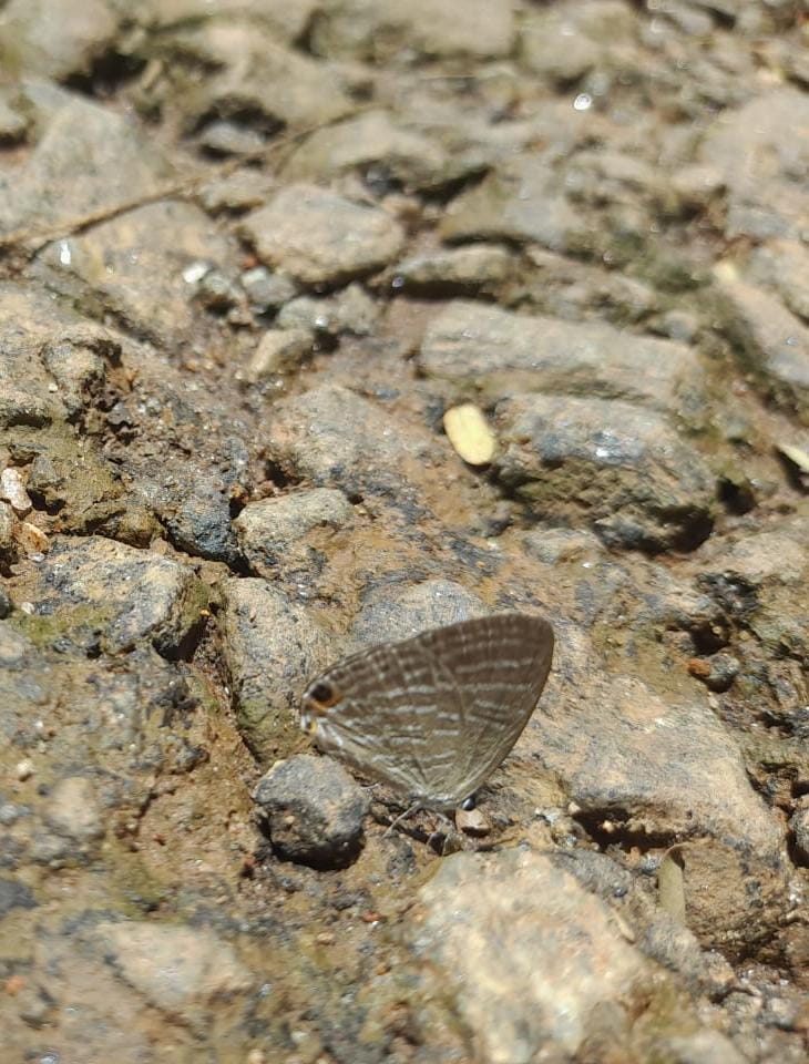 Small grey-brown butterfly with a tornal eyespot, wings closed on wet stones