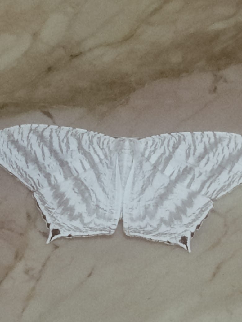 White moth with grey streaks and small tails with dark spots, wings spread flat