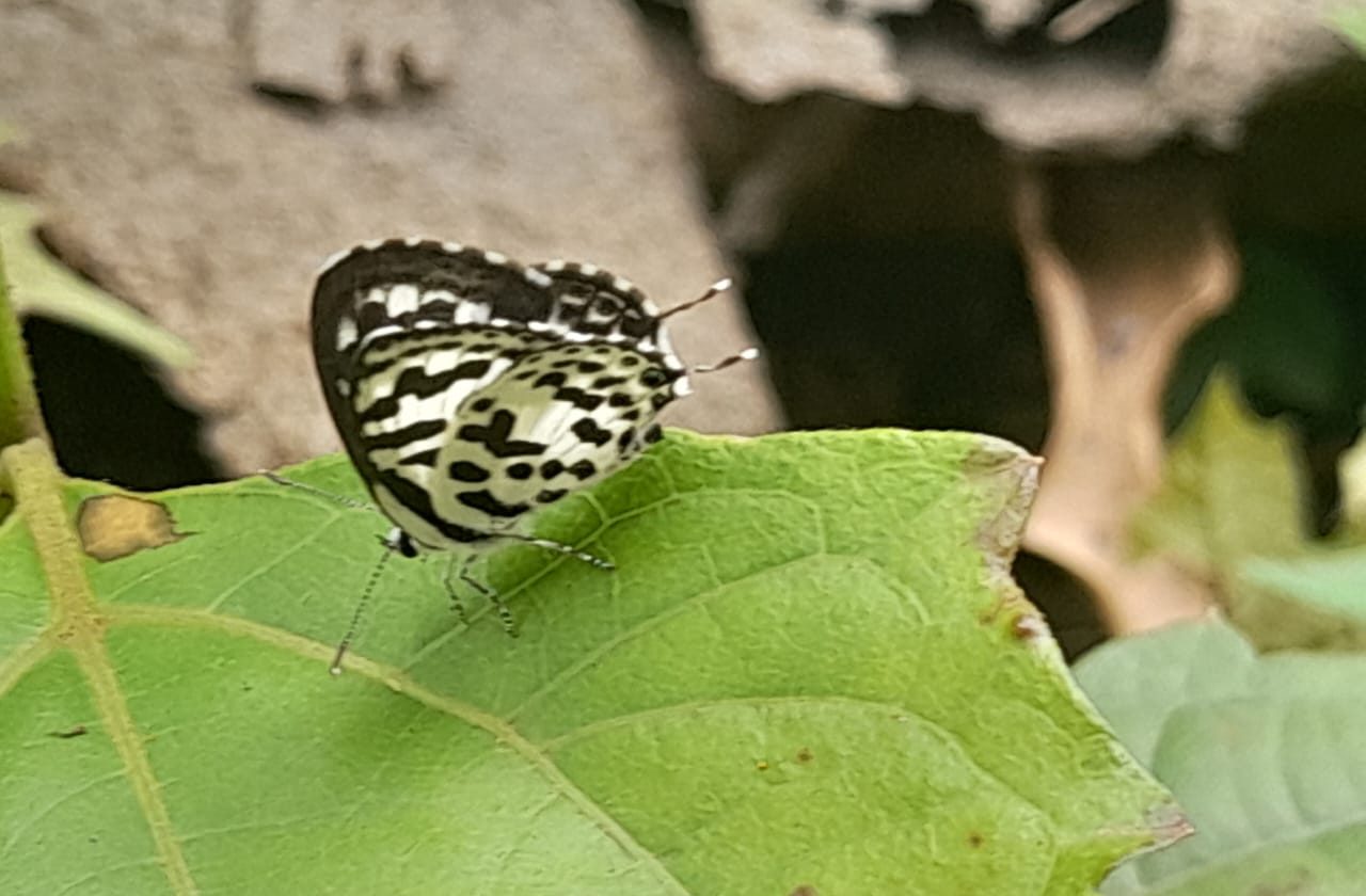 Small black and white spotted butterfly with thin tails, wings closed on a leaf