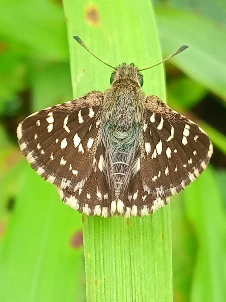 Dark brown skipper with white spots, wings open on a green grass blade