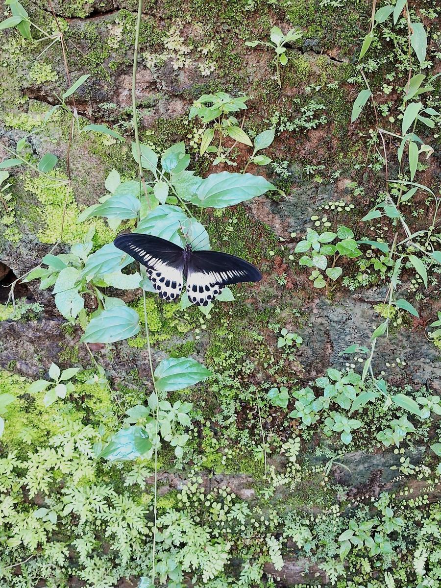 Black and white swallowtail with spotted hindwings, wings open on mossy rock among ferns