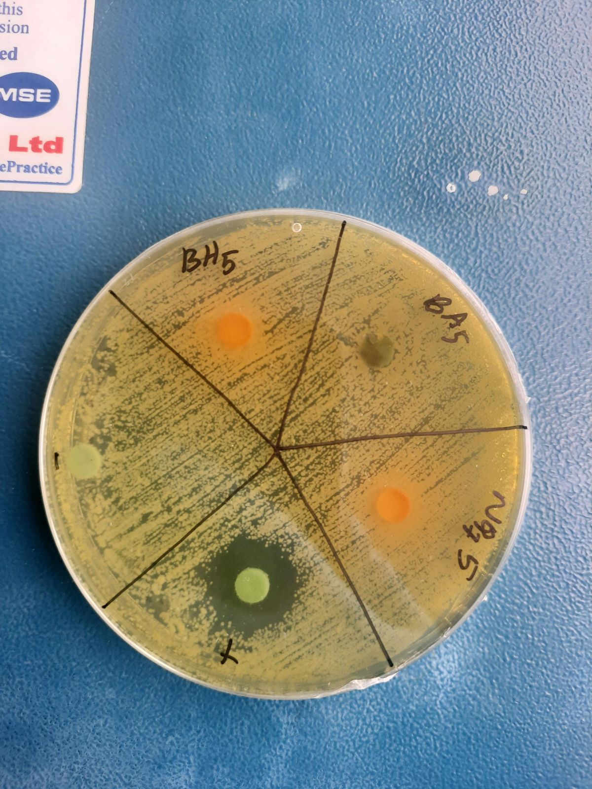 Petri dish with a bacterial lawn, orange extract discs and a green positive control disc surrounded by a clear zone