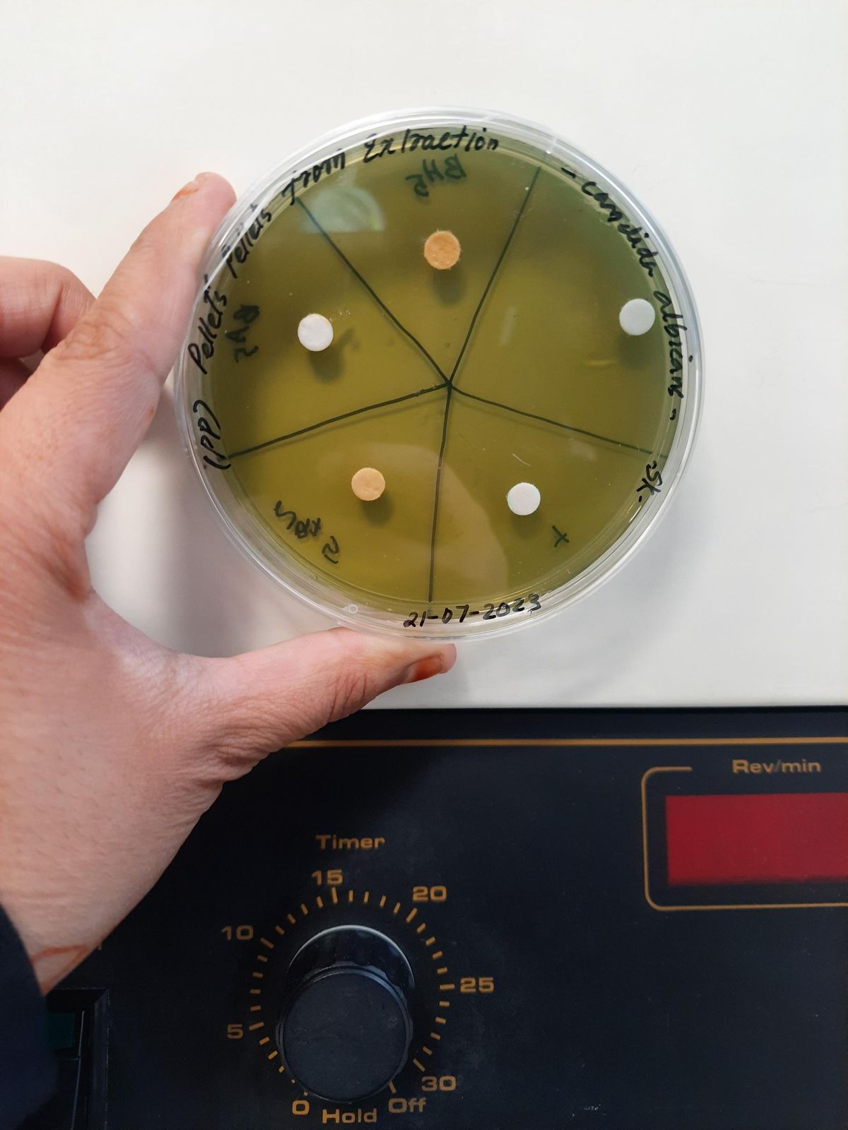 Petri dish divided into five sectors with paper discs, labelled pellets from extraction and Candida albicans, dated 21-07-2023