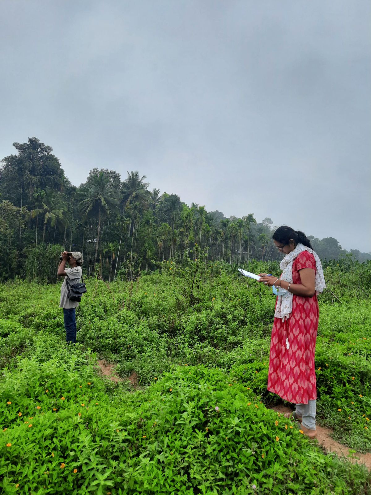 A man scanning with binoculars and a woman writing on a clipboard in green vegetation, with areca and coconut palms behind